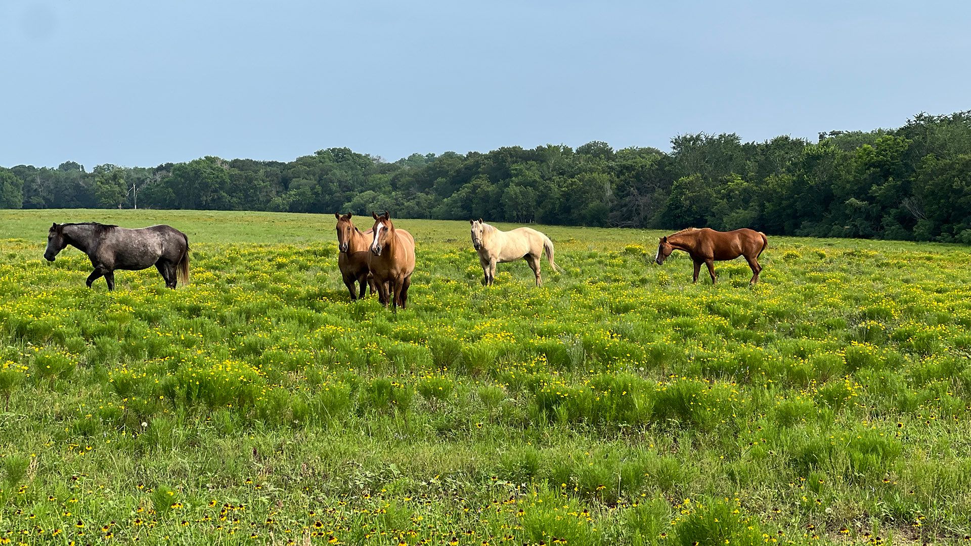 Ranch landscape in Gonzales County, Texas