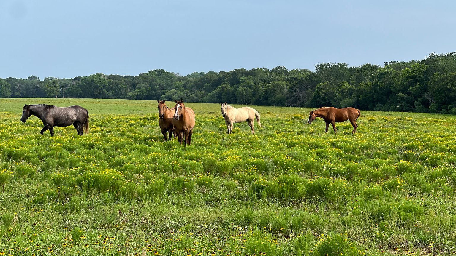 Horses grazing in a pasture